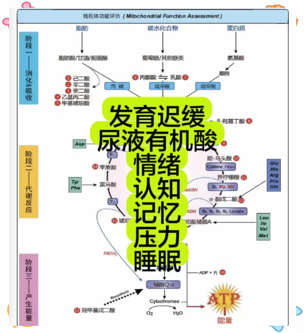 尿液有机酸是否需要检查，看完就懂！